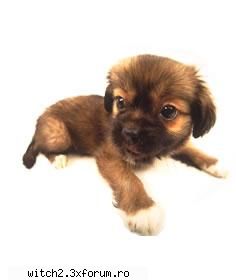 DESPRE ELE! - eu am un catel! il cheama puppy si e fratele meu - Animalutzele noastre