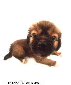 Poze - acesta e puppy. un scupm are aproape 3 anisori - Animalutzele noastre