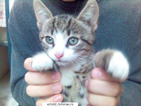 Poze - irma_cornelia_witch - Animalutzele noastre