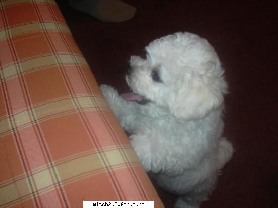 Poze - ..*..*Sharpey*..*.. - Animalutzele noastre